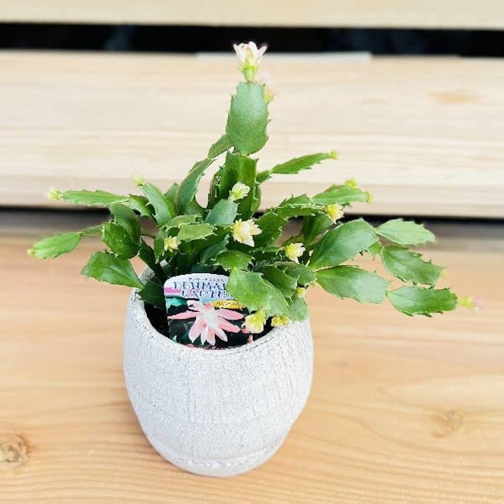 Amazon｜おしゃれ 観葉植物：デンマークカクタス コンペイトウ